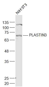 1 - PLASTIN3 Rabbit pAb AP58083