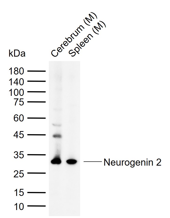 1 - Neurogenin 2 Rabbit pAb AP58092