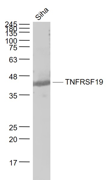 1 - TNFRSF19 Rabbit pAb AP58100