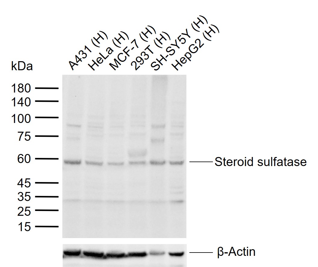 1 - Steroid sulfatase Rabbit pAb AP58101