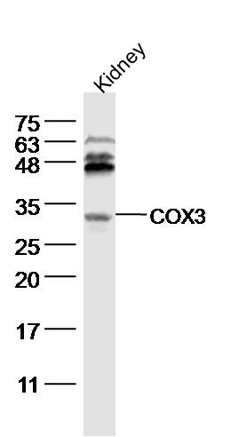 1 - COX3 Rabbit pAb AP58112