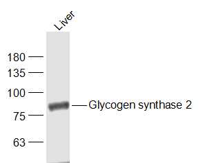 1 - Glycogen synthase 2 Rabbit pAb AP58115