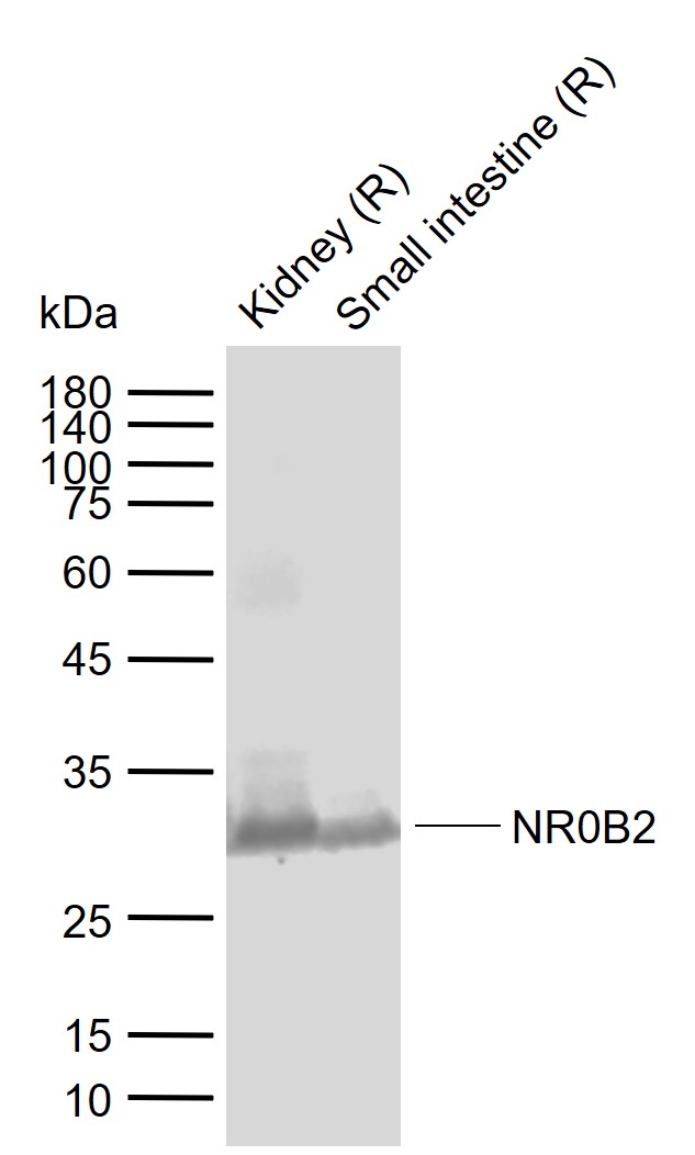 1 - NR0B2 Rabbit pAb AP58149