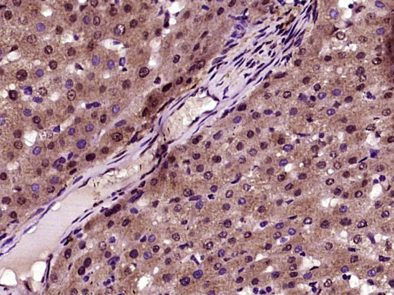 14 - ZNF692 Rabbit pAb AP58168