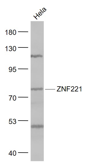1 - ZNF221 Rabbit pAb AP58171