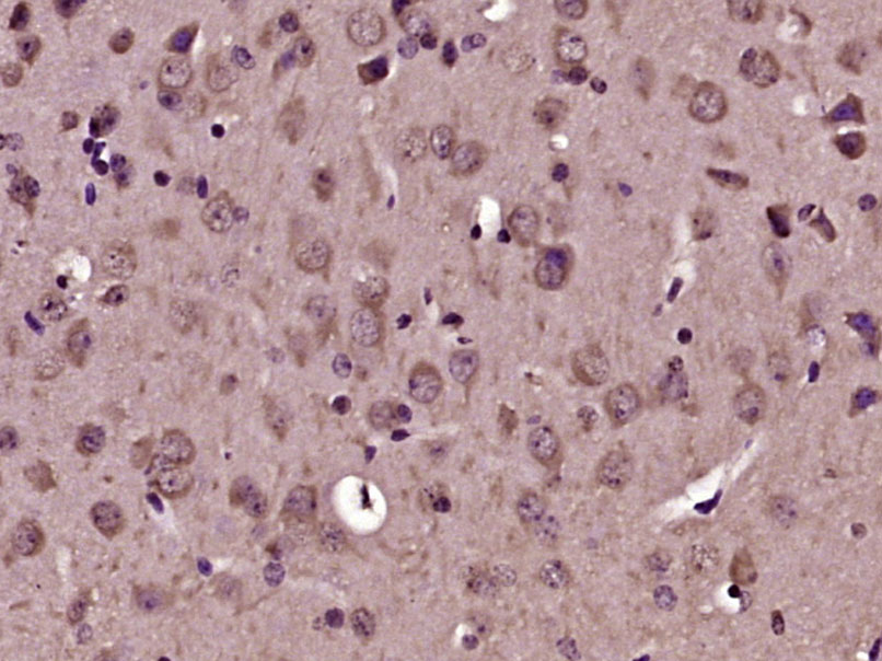 14 - NUFIP2 Rabbit pAb AP58187
