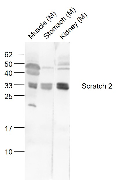 1 - Scratch 2 Rabbit pAb AP58207