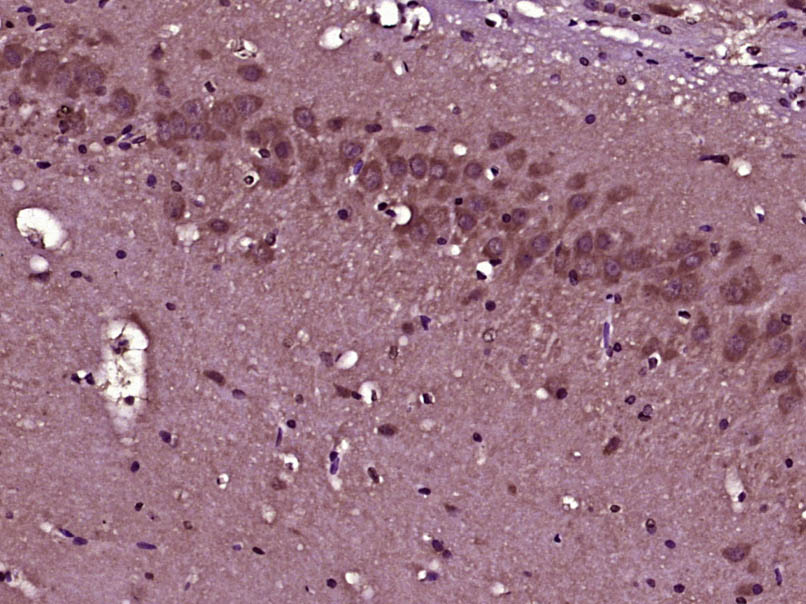 14 - SCRG1 Rabbit pAb AP58208