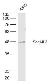 1 - Sec14L3 Rabbit pAb AP58211