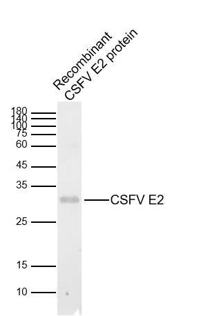 1 - CSFV E2 Rabbit pAb AP58232