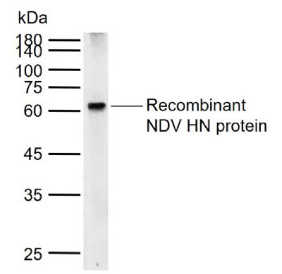 1 - NDV HN Rabbit pAb AP58233