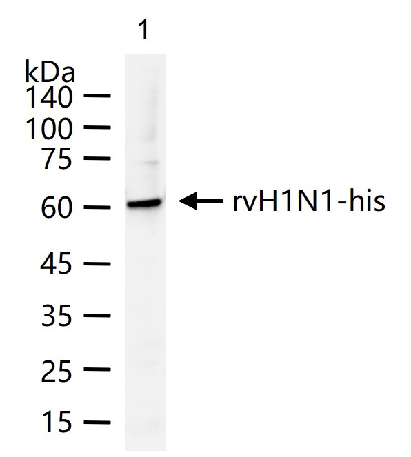 1 - H1N1 Matrix Protein 1 Rabbit pAb AP58234