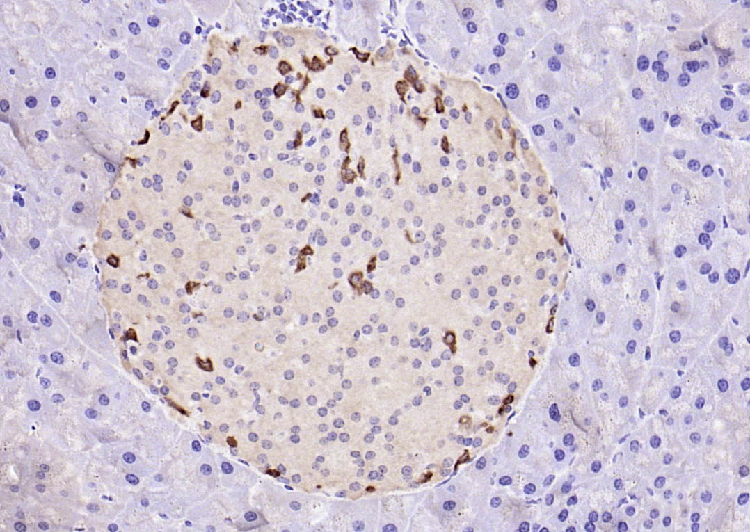 14 - GRPP Rabbit pAb AP58235