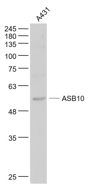 1 - ASB10 Rabbit pAb AP58239