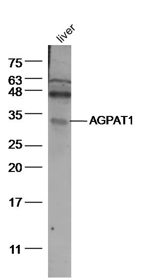 1 - AGPAT1 Rabbit pAb AP58261