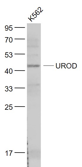 1 - UROD Rabbit pAb AP58277