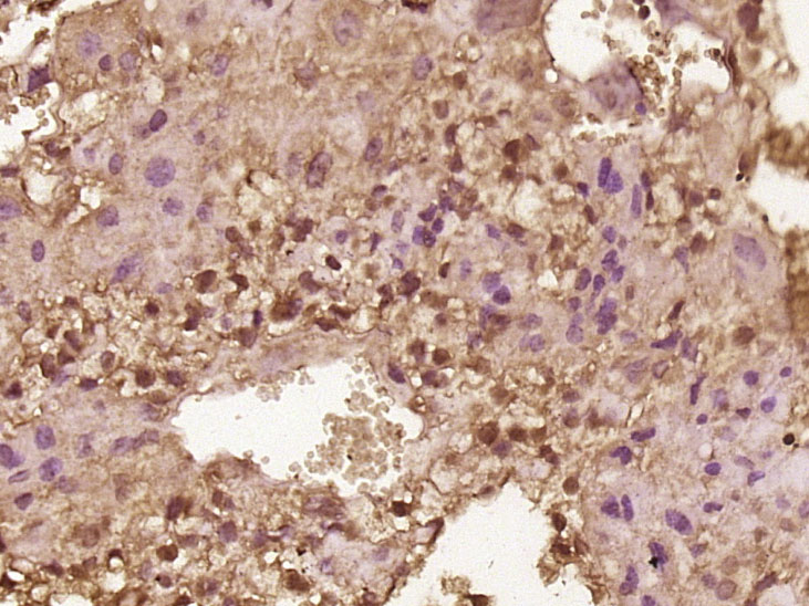 14 - MBNL3 Rabbit pAb AP58300