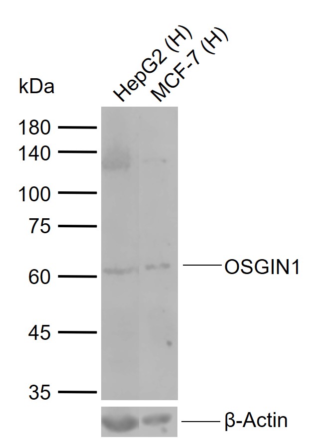 1 - OSGIN1 Rabbit pAb AP58301