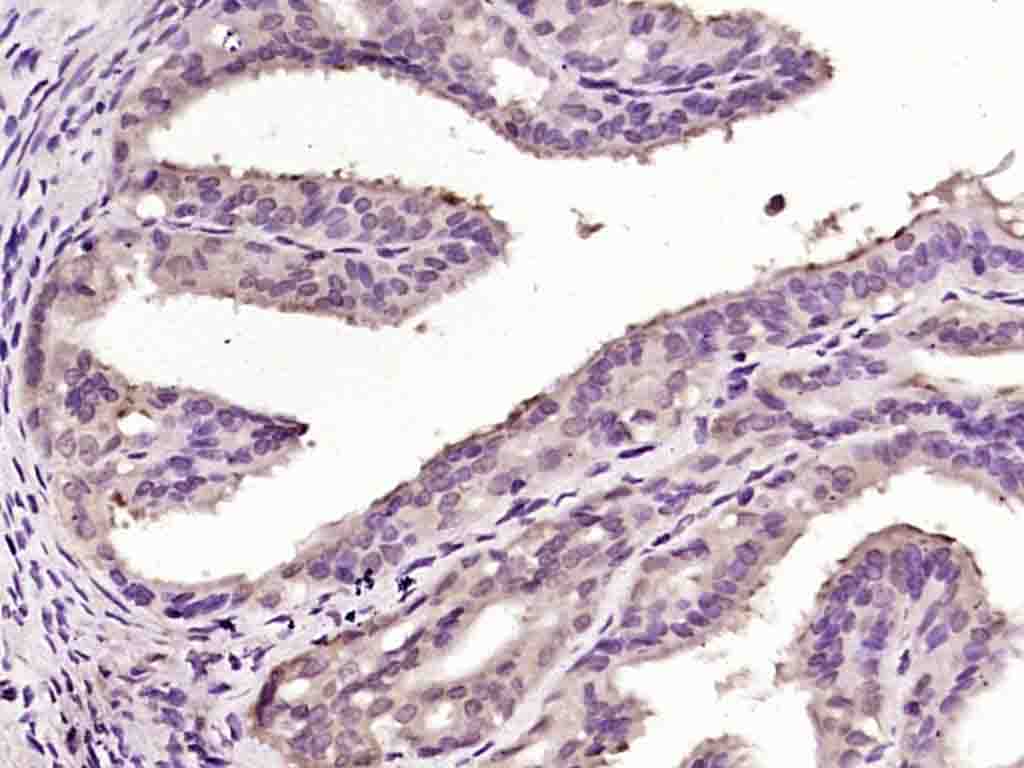 14 - OSGIN1 Rabbit pAb AP58301