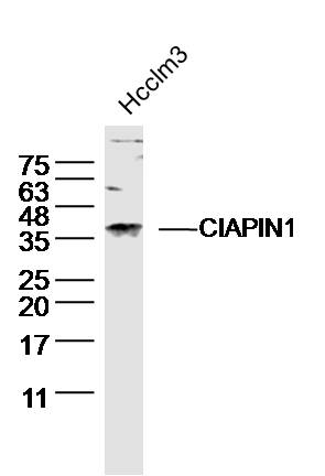 1 - CIAPIN1 Rabbit pAb AP58307