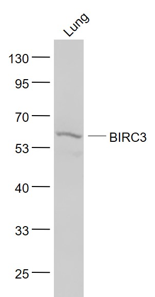 1 - API2/BIRC3 Rabbit pAb AP58316