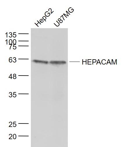 1 - HEPACAM Rabbit pAb AP58328