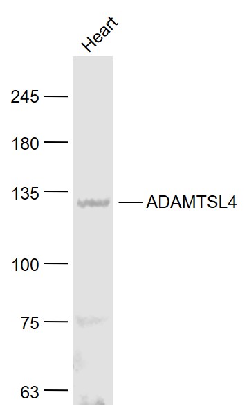 1 - ADAMTSL4 Rabbit pAb AP58336