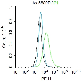 0 - Hyaluronidase3 Rabbit pAb AP58341