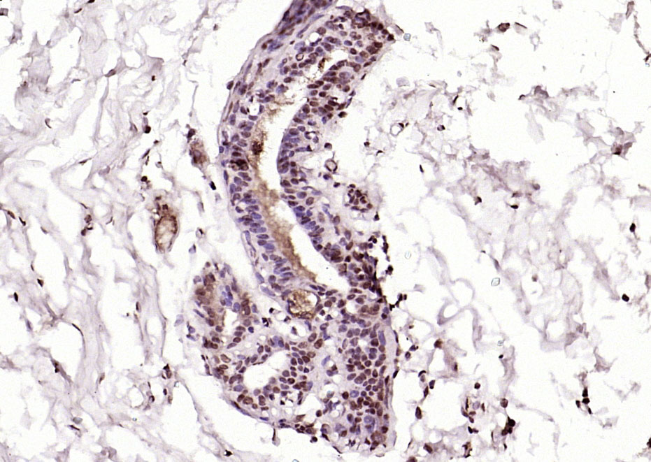 14 - MAS1L Rabbit pAb AP58347