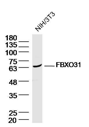 1 - FBXO31 Rabbit pAb AP58358