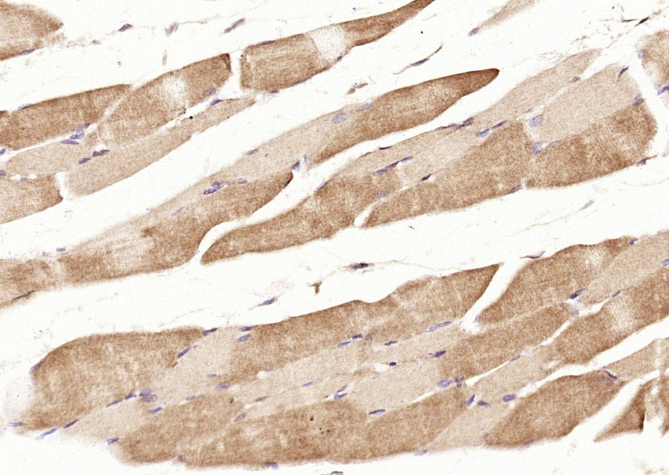 14 - RERG Rabbit pAb AP58373