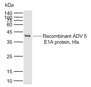 1 - Adenovirus 5 E1A Rabbit pAb AP58383