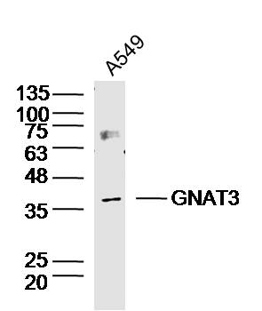 1 - GNAT3 Rabbit pAb AP58386