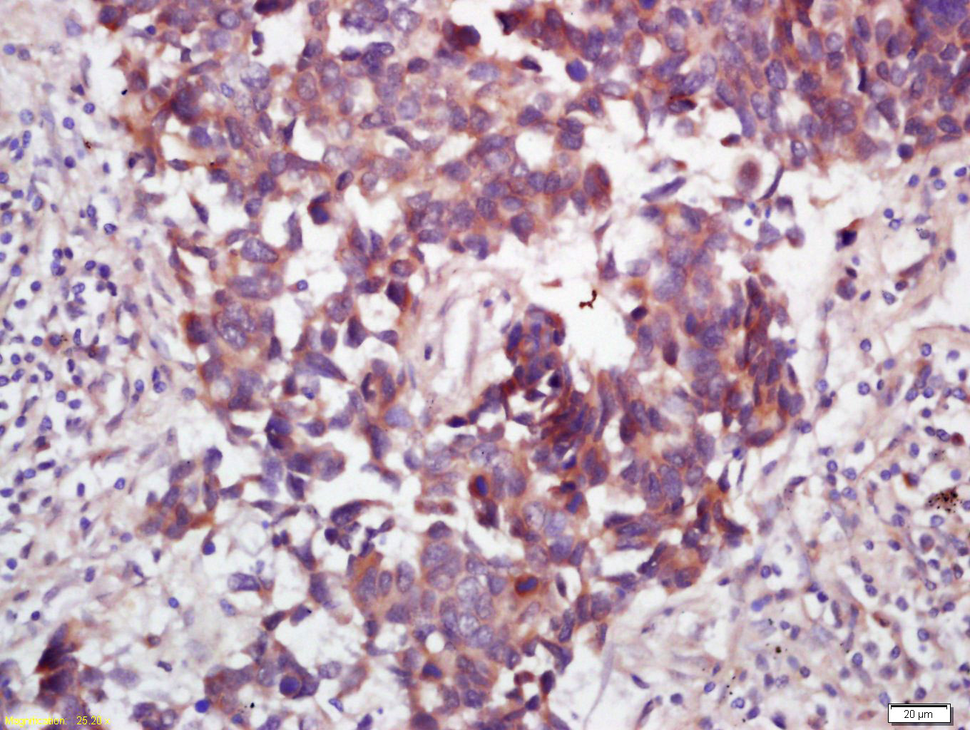 14 - WNT7B Rabbit pAb AP58402