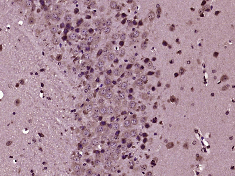 14 - DDIT4L Rabbit pAb AP58425