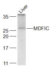 1 - MDFIC Rabbit pAb AP58431