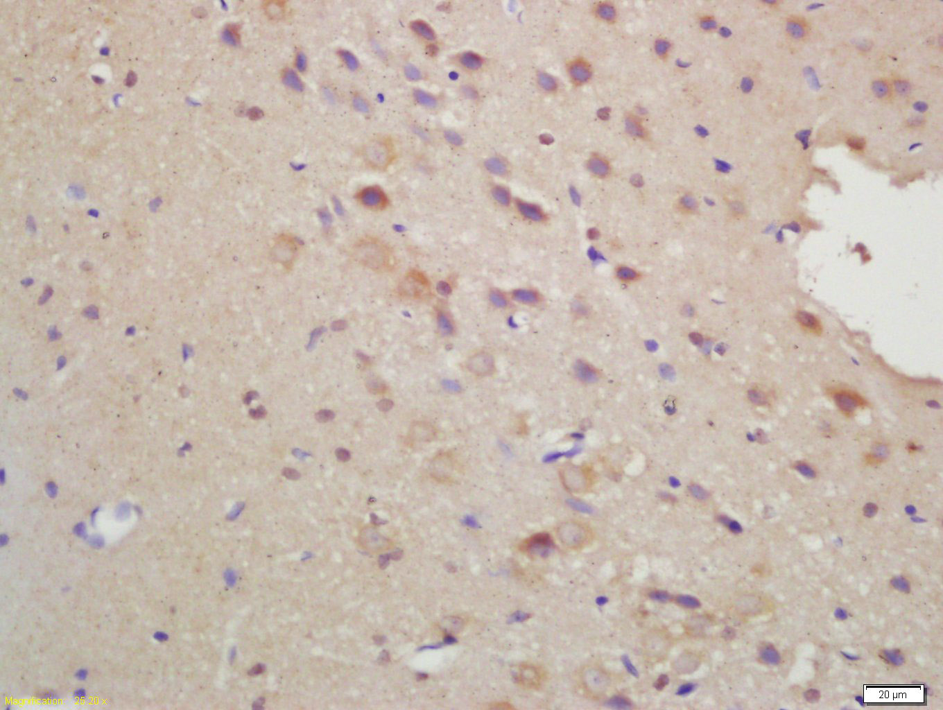 14 - FbxO6 Rabbit pAb AP58442