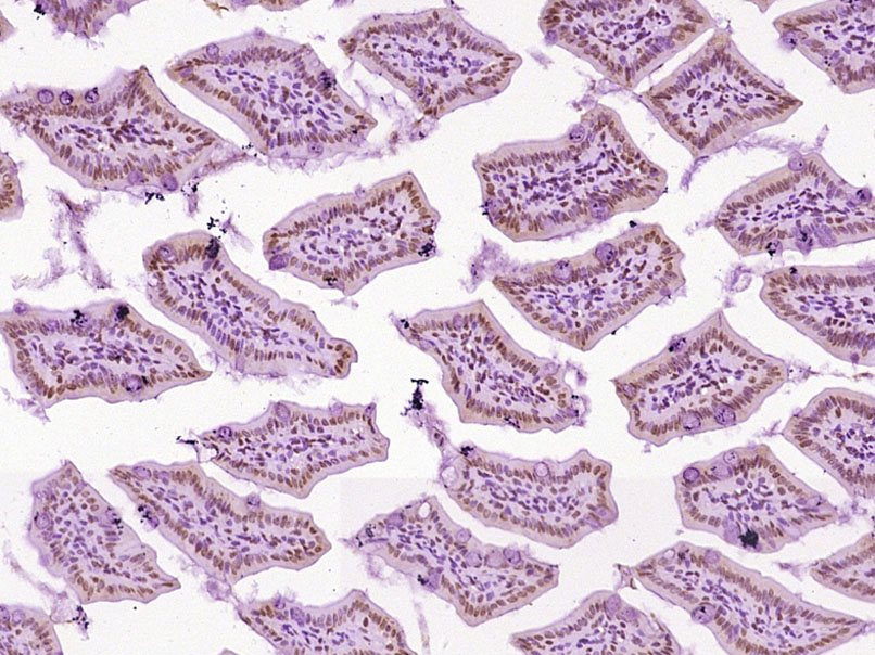 14 - EGR3 Rabbit pAb AP58447