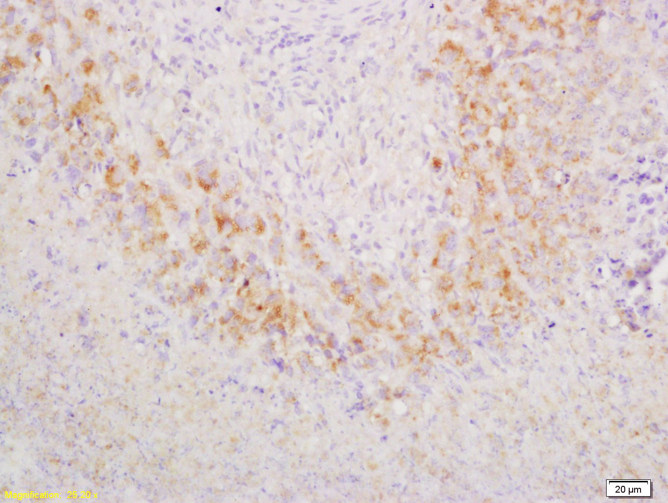 14 - GCET2 Rabbit pAb AP58463