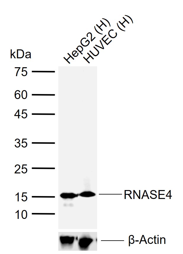 1 - RNASE4 Rabbit pAb AP58475
