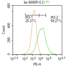 0 - Transglutaminase-1 Rabbit pAb AP58491
