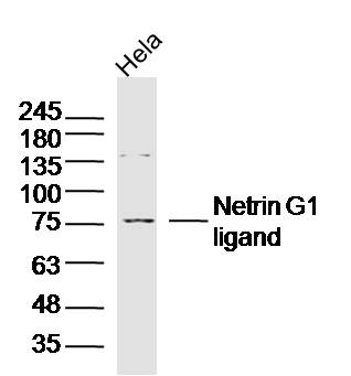 1 - Netrin G1 ligand Rabbit pAb AP58495