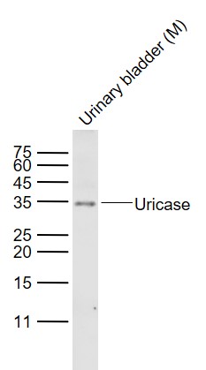 1 - Uricase Rabbit pAb AP58497