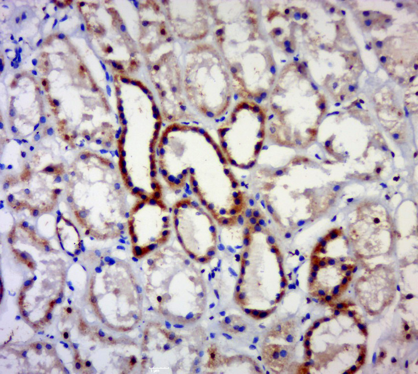 14 - MAGEB4 Rabbit pAb AP58522
