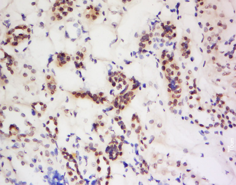 14 - PIWIL4 Rabbit pAb AP58529