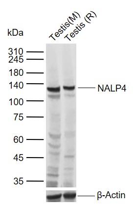 1 - NALP4 Rabbit pAb AP58531