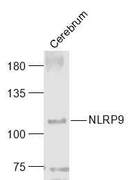 1 - NLRP9 Rabbit pAb AP58536