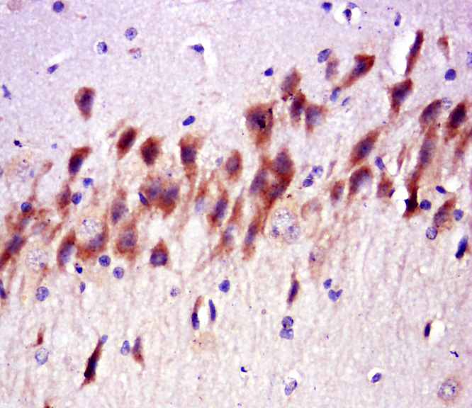 14 - ILP2 Rabbit pAb AP58538