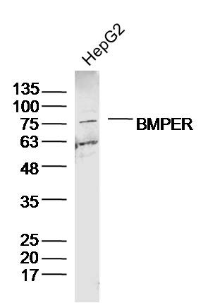 1 - BMPER Rabbit pAb AP58547