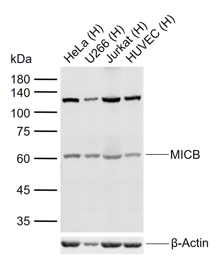 1 - MICB Rabbit pAb AP58556